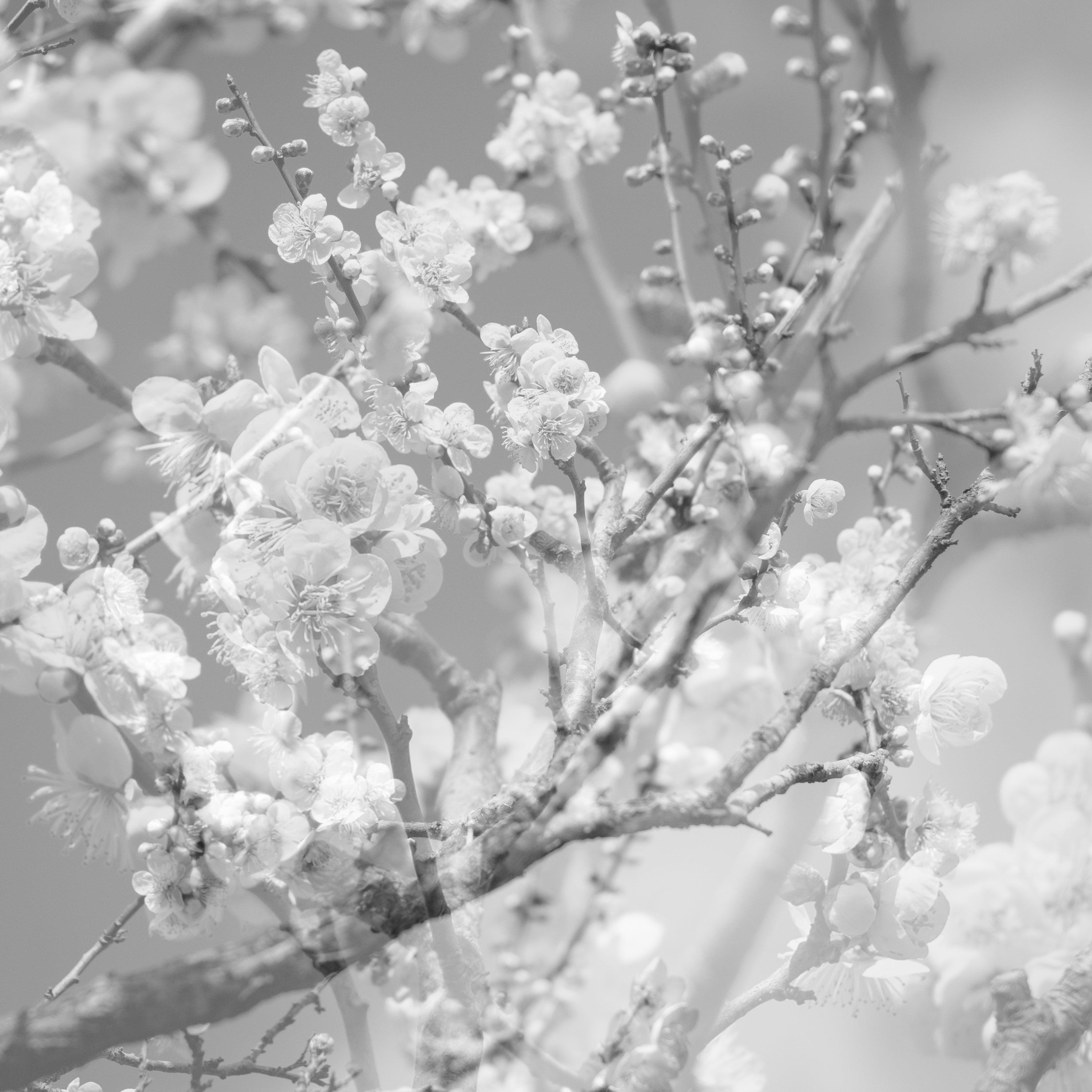 【LP】【ジャズ】花道 ～ ファイナル・スタジオ・レコーディング Vol.2（菊地雅章）