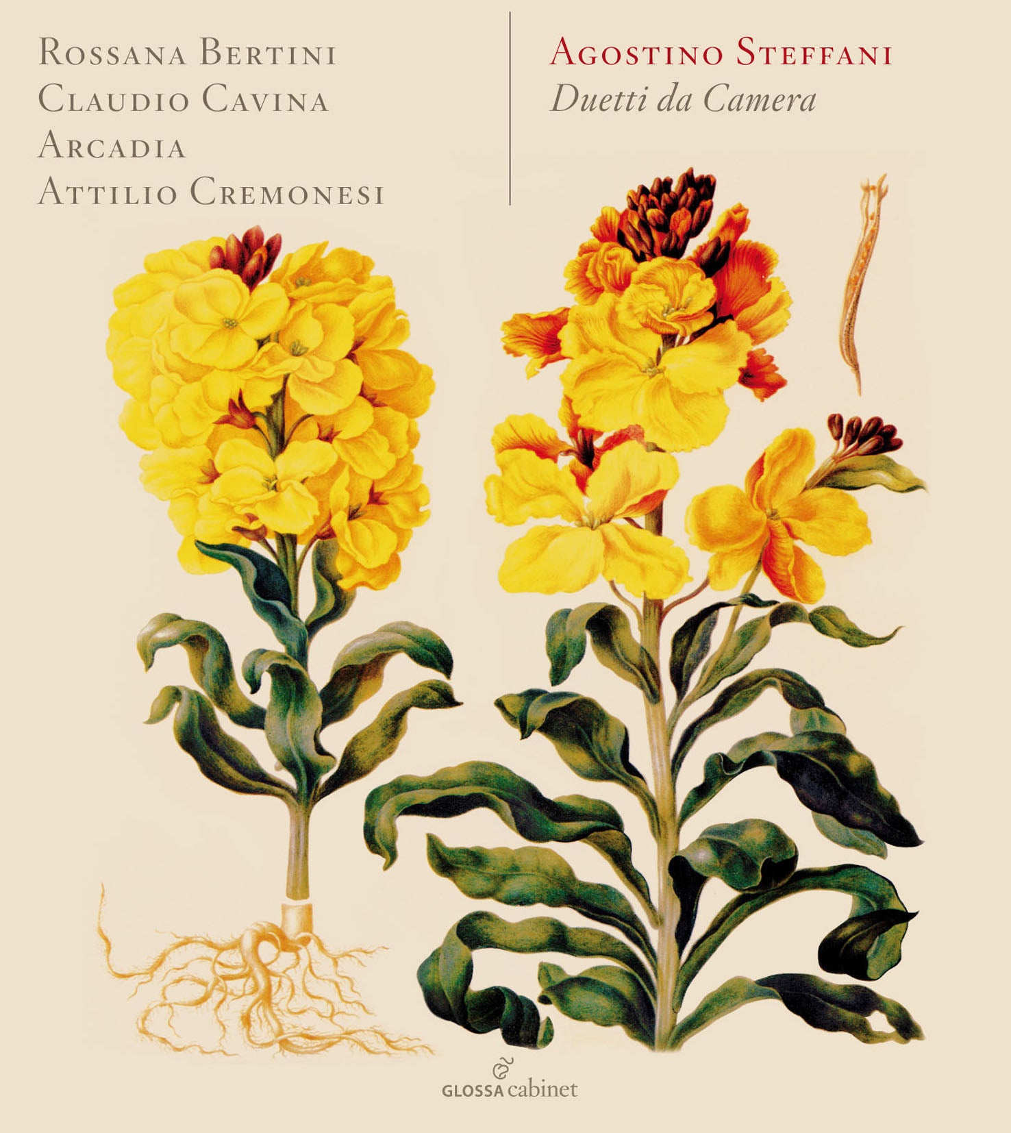 ステッファーニ：デュエット・ダ・カメラ（室内二重奏曲） （ロッサーナ・ベルティーニ、クラウディオ・カヴィーナ）